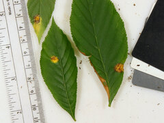 Puccinia andropogonis