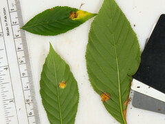 Puccinia andropogonis