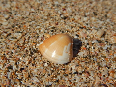 Tivela