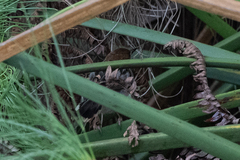 Cisticola carruthersi