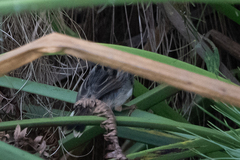 Cisticola carruthersi