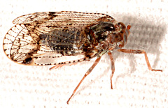 Cixius nervosus