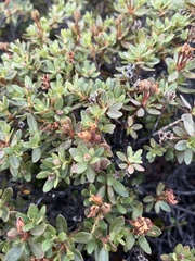 Rhododendron lapponicum