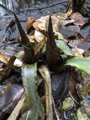 Lysichiton americanus