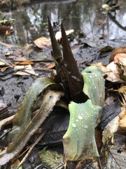 Lysichiton americanus