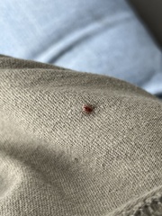 Ixodidae