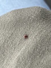 Ixodidae