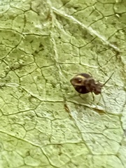 Dicyrtomina ornata