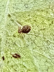 Dicyrtomina ornata