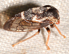 Cyrtolobus vau