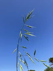 Bromus