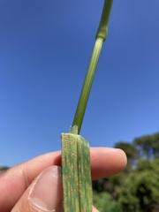 Bromus