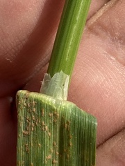 Bromus