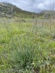 Poa glauca