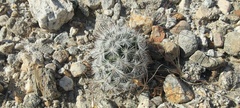 Mammillaria tetrancistra