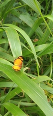 Tegosa