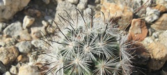 Mammillaria tetrancistra