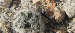 Mammillaria tetrancistra