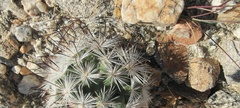 Mammillaria tetrancistra