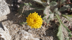 Trichoptilium incisum