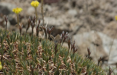 Acantholimon libanoticum
