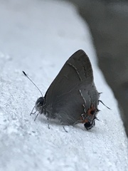 Electrostrymon guzanta