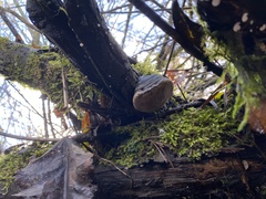Fomes fomentarius