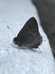 Electrostrymon guzanta