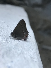 Electrostrymon guzanta