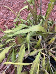 Disocactus ackermannii