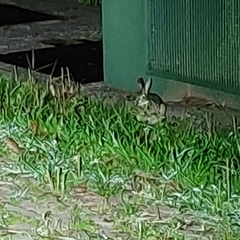 Sylvilagus brasiliensis