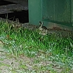 Sylvilagus brasiliensis