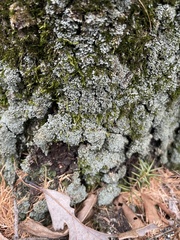 Cladonia apodocarpa
