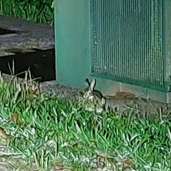 Sylvilagus brasiliensis