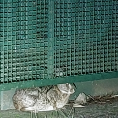 Sylvilagus brasiliensis