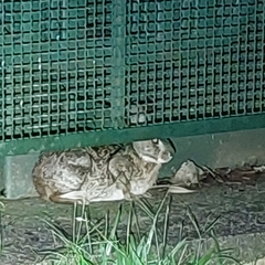 Sylvilagus brasiliensis