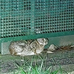 Sylvilagus brasiliensis