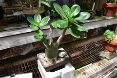 Apocynoideae