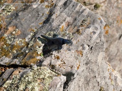 Sceloporus minor