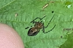Alpaida gallardoi