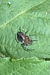 Alpaida gallardoi