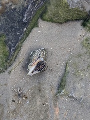 Rapaninae