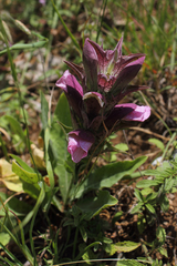 Acanthus mollis