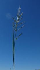 Poaceae