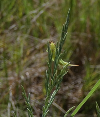 Orthoptera