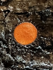 Scutellinia