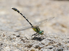 Hemigomphus heteroclytus