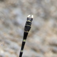 Hemigomphus heteroclytus