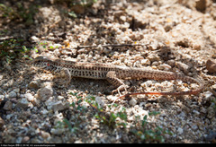 Aspidoscelis maximus