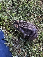 Rhinella diptycha